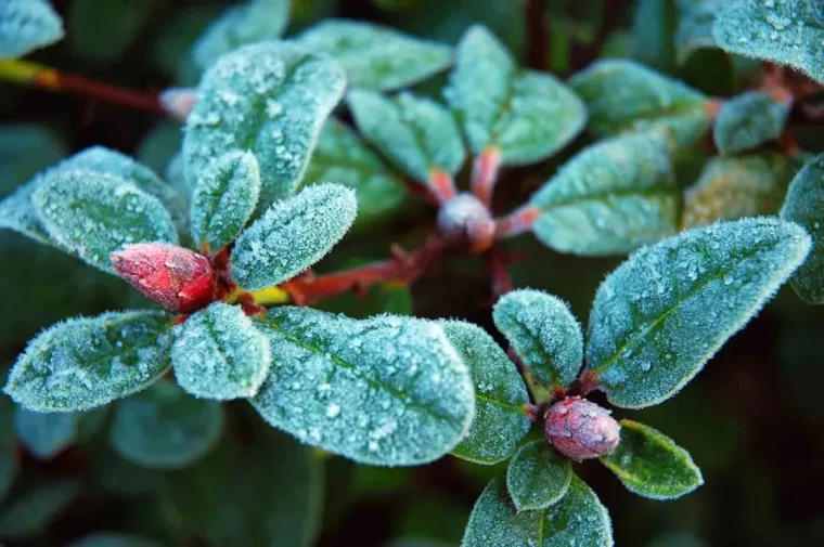 quelles plantes ne craignent pas le froid et le gel