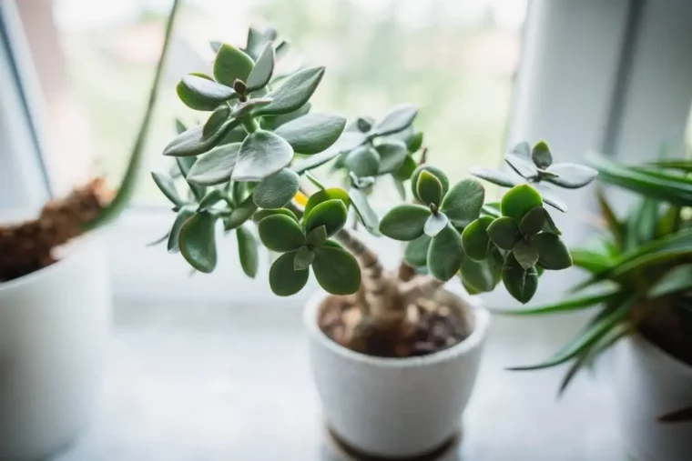 rebord fenetre blanche plantes d interieur arbre de jade entretien