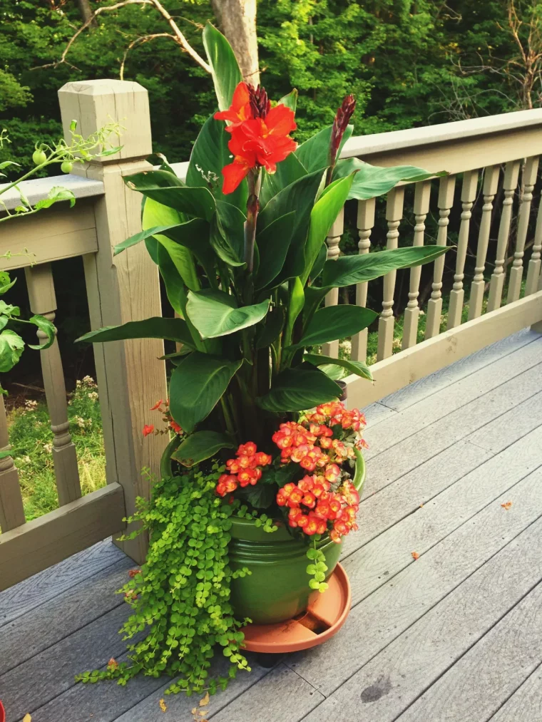 rentrer les cannas à l intérieur entretien canna hiver