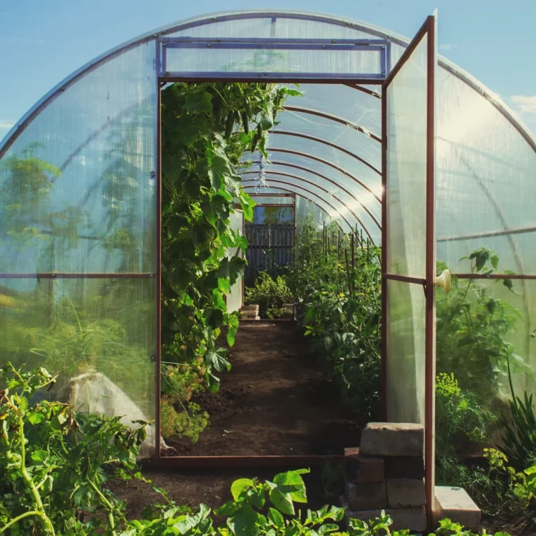 serre de jardin pour certaines cultures qui craignent le froid