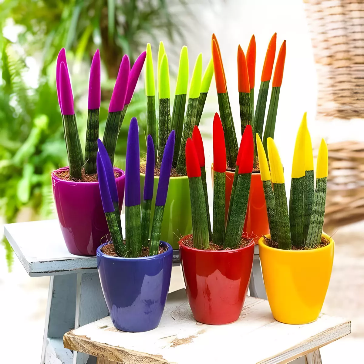 six pots en couleurs differentes avec des plantes langues de belle mere cylindriques avec les bouts colores avec les couleurs des pots dans lequels elles se trouvent