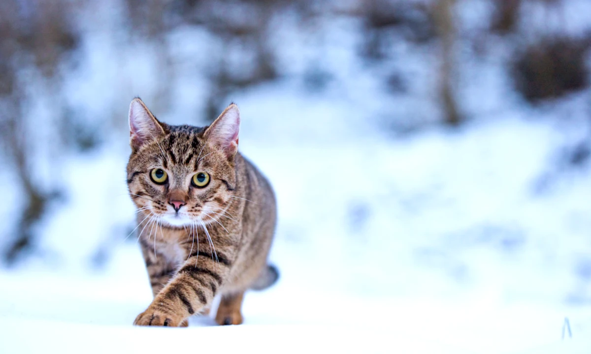 un chat dans la rue hiver neige abri