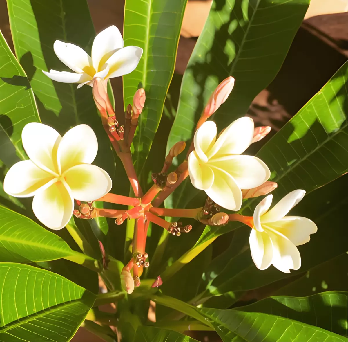 vue de dessus de fleurs blanches du frangipanier