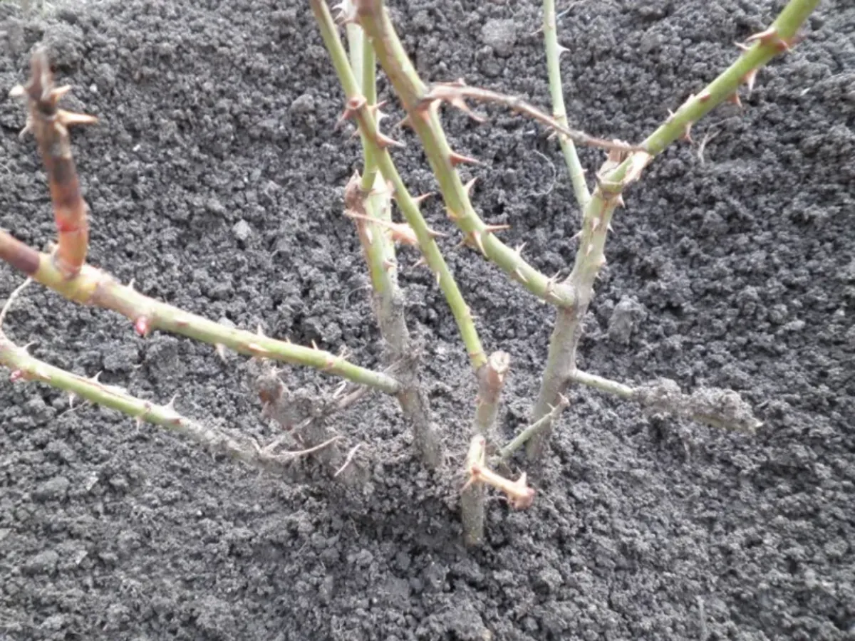 comment bien entretenir ses rosiers bourgeons gonflés