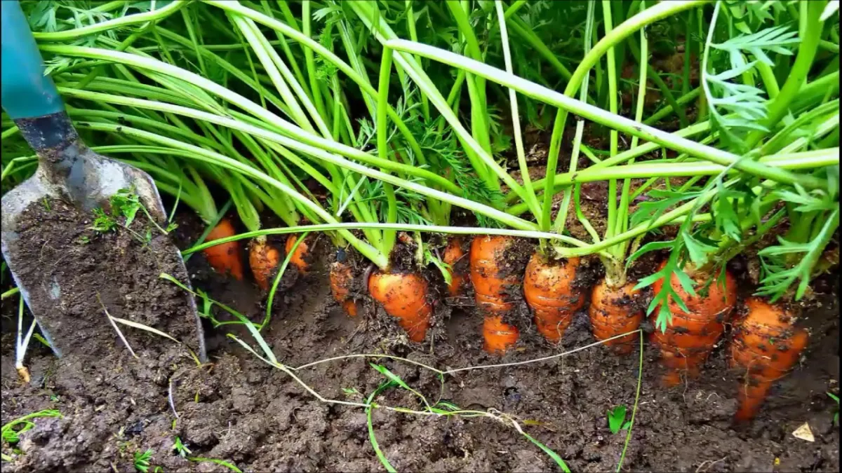 comment se pratique la permaculture carottes