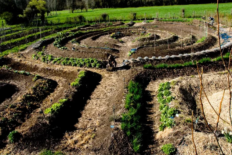 comment se pratique la permaculture terre vachee laitues