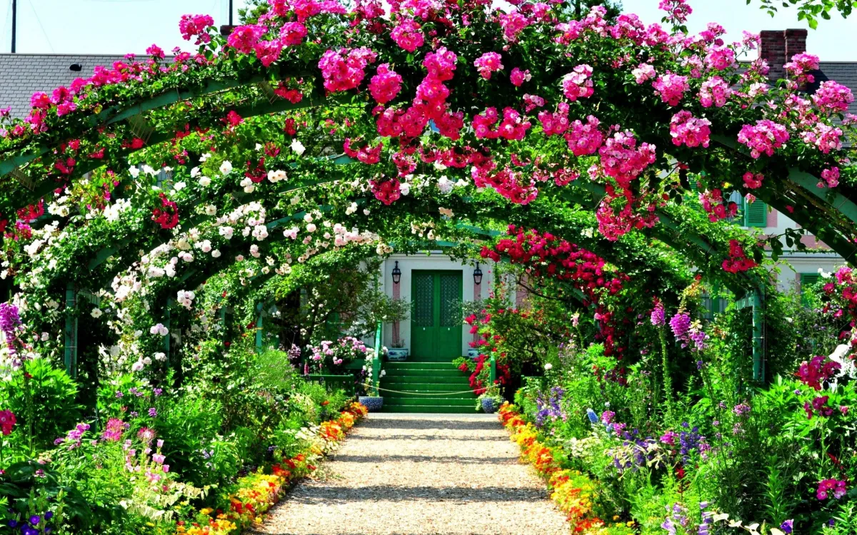 comment tailler un rosier en février roses remontantes