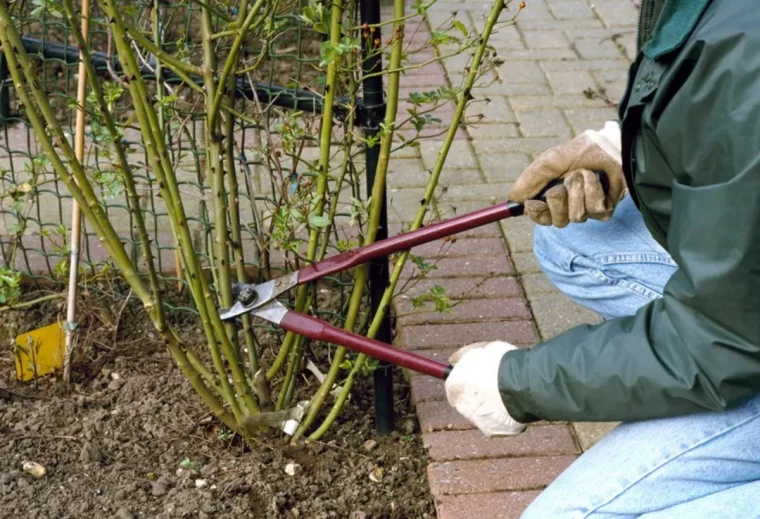 est ce qu'un rosier fleurit plusieurs foishomme en jeancoupe unrtige