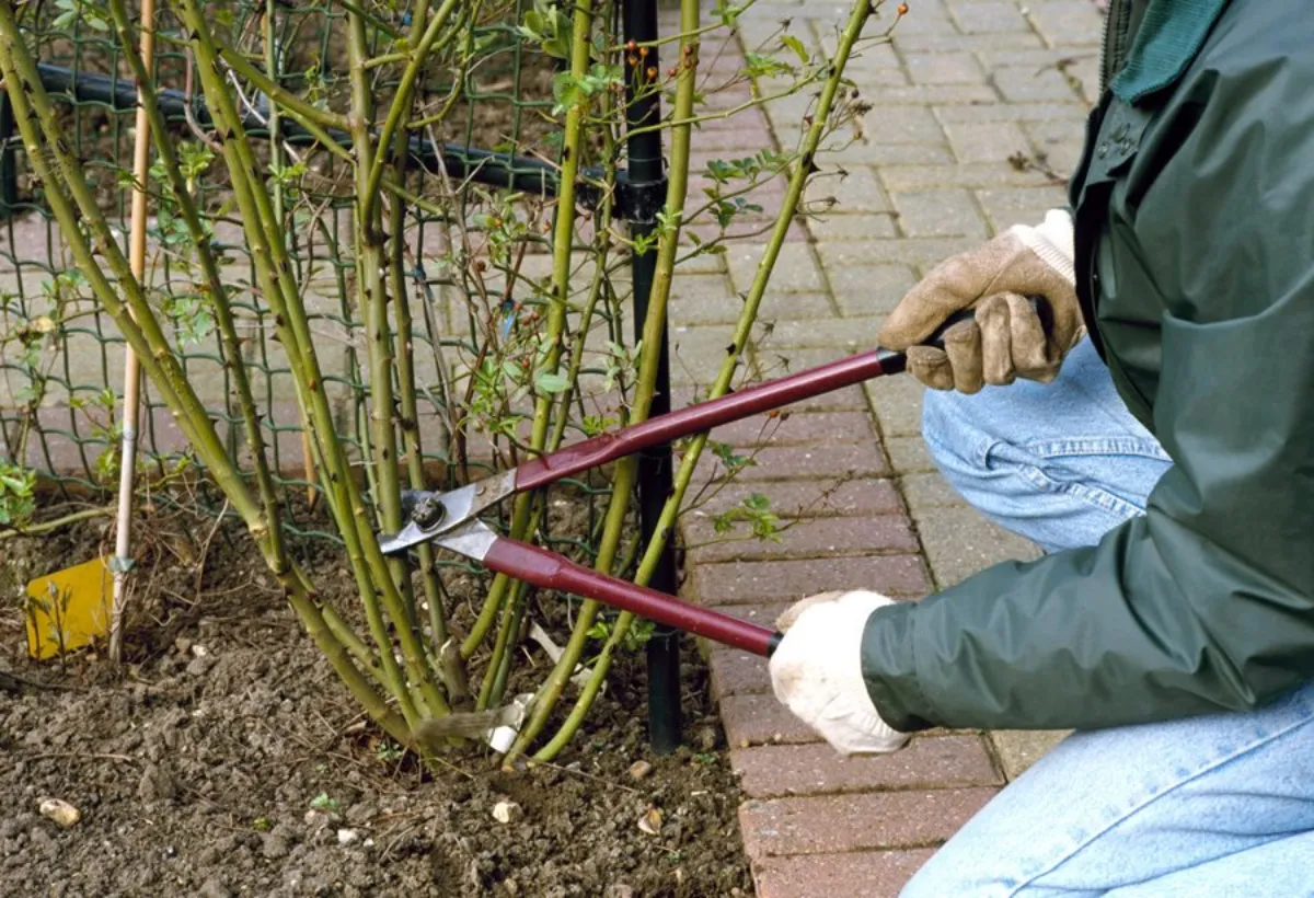 est ce qu'un rosier fleurit plusieurs foishomme en jeancoupe unrtige