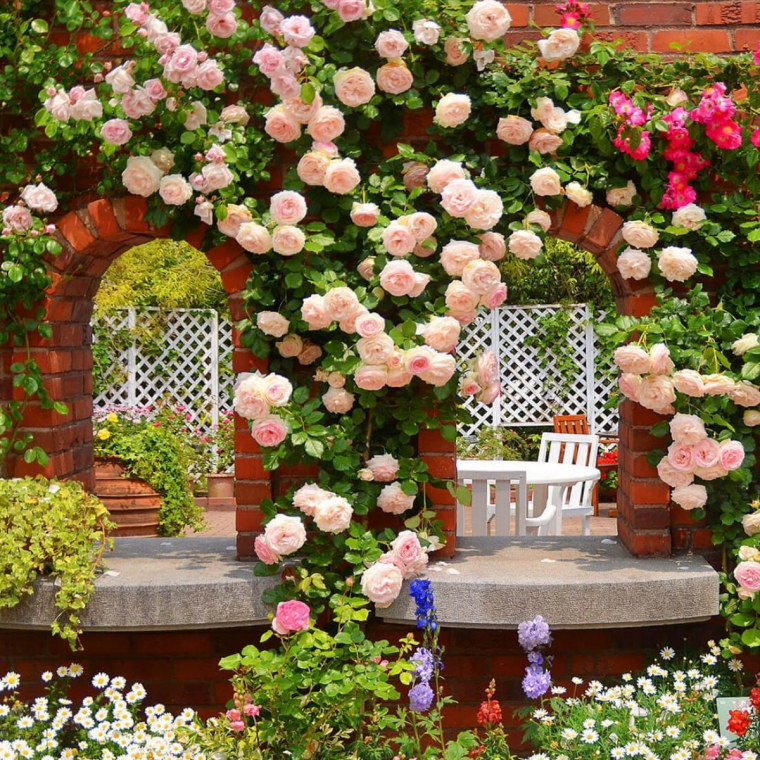 peut on tailler les rosiers en janvier jardin de roses blanches