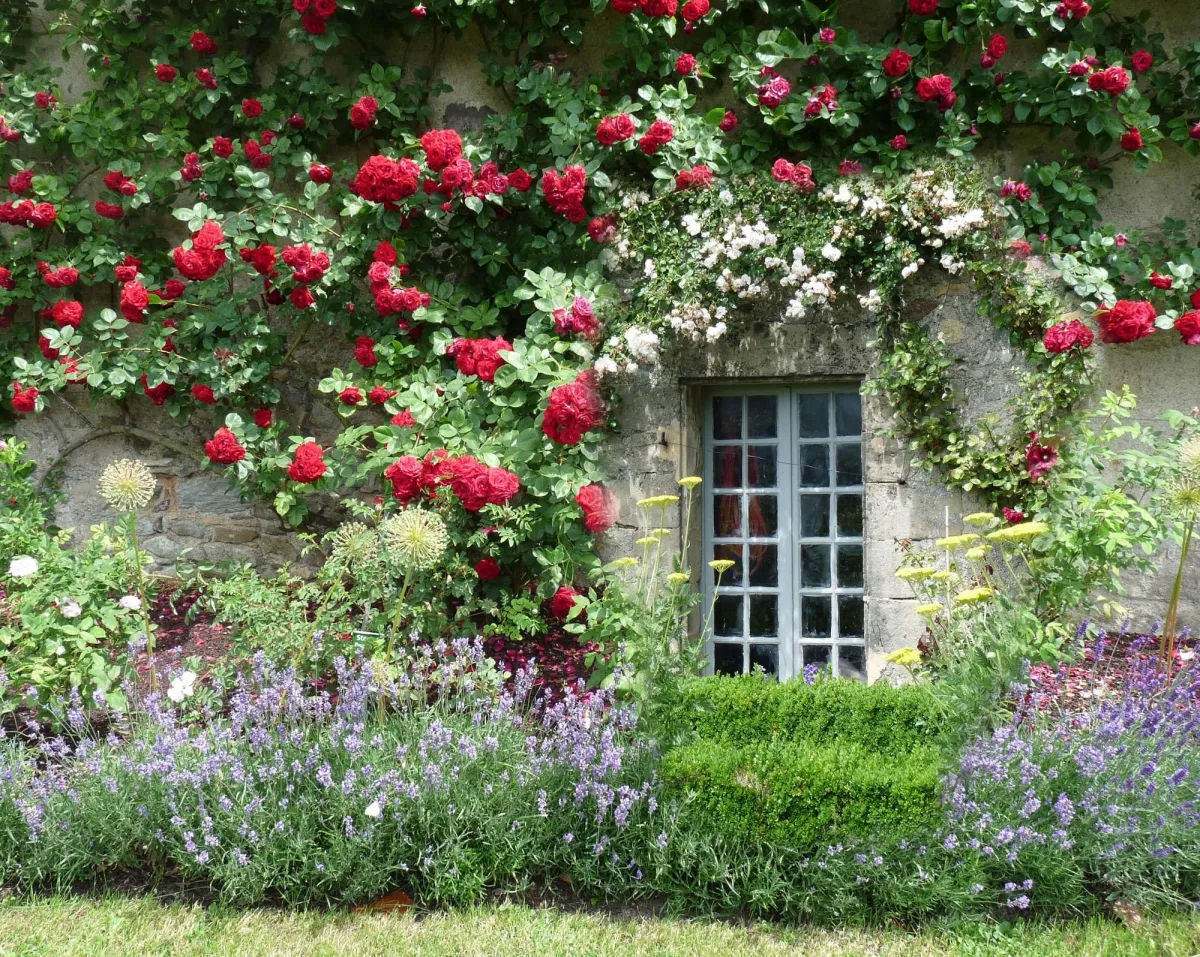 pourquoi il faut tailler les rosiers sur une mur