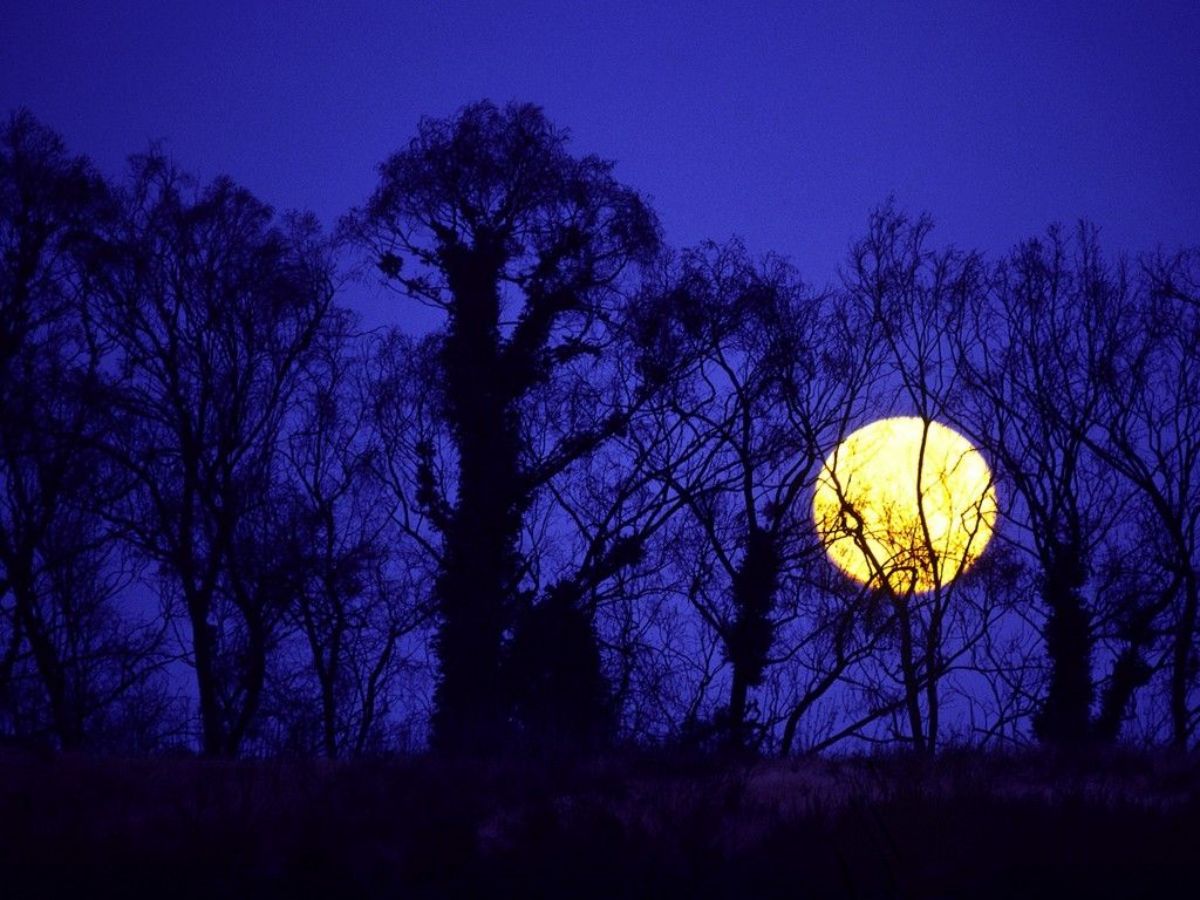 pourquoi un calendrier lunaire pour jardiner avec la lune