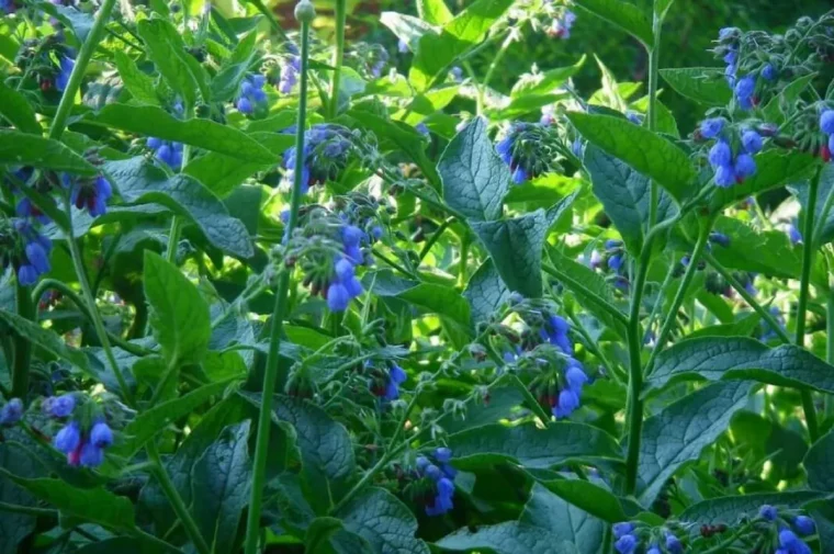 quand démarrer un compost consoude