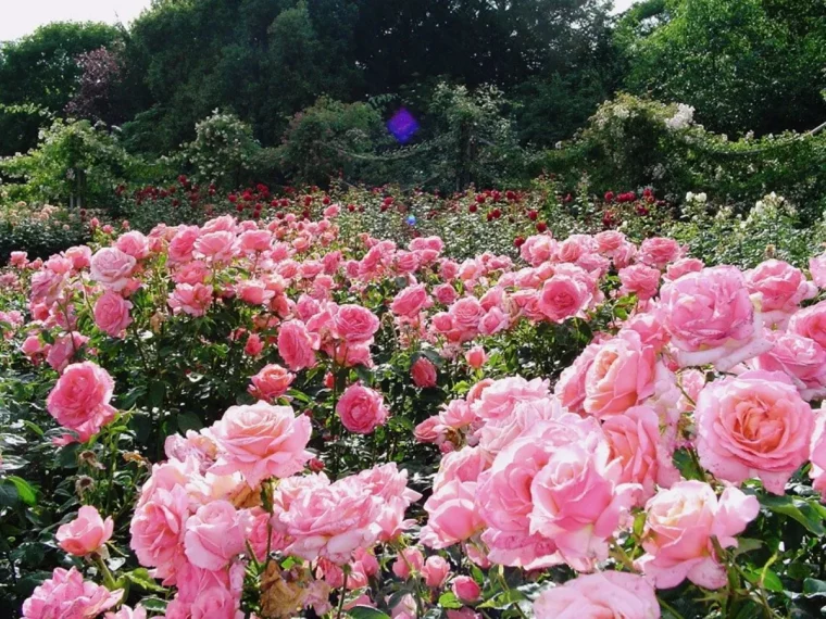 quand tailler les rosiers en février jardin de roses roses