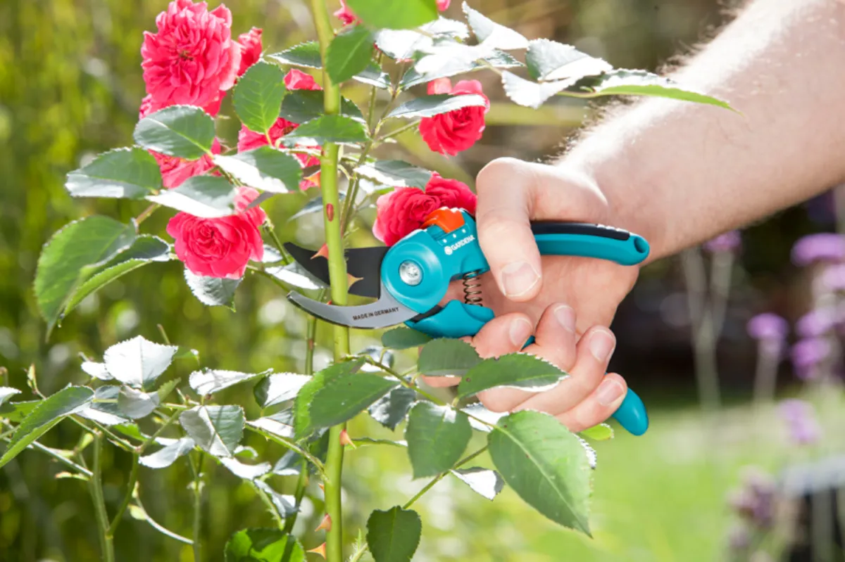 quand tailler les rosiers en février taille apres floraison