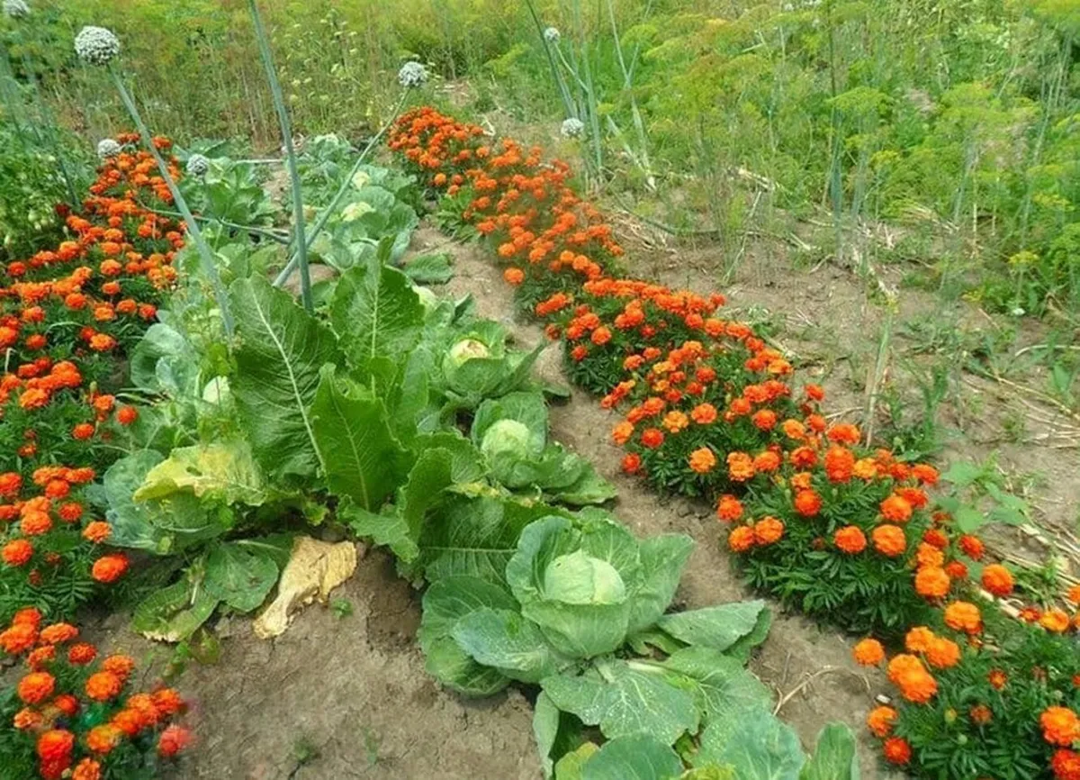 quels sont les principes de base de la permaculture fleurs oranges aupotager