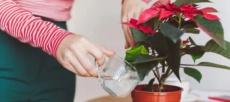 a quelle frequence et comment arroser le poinsettia