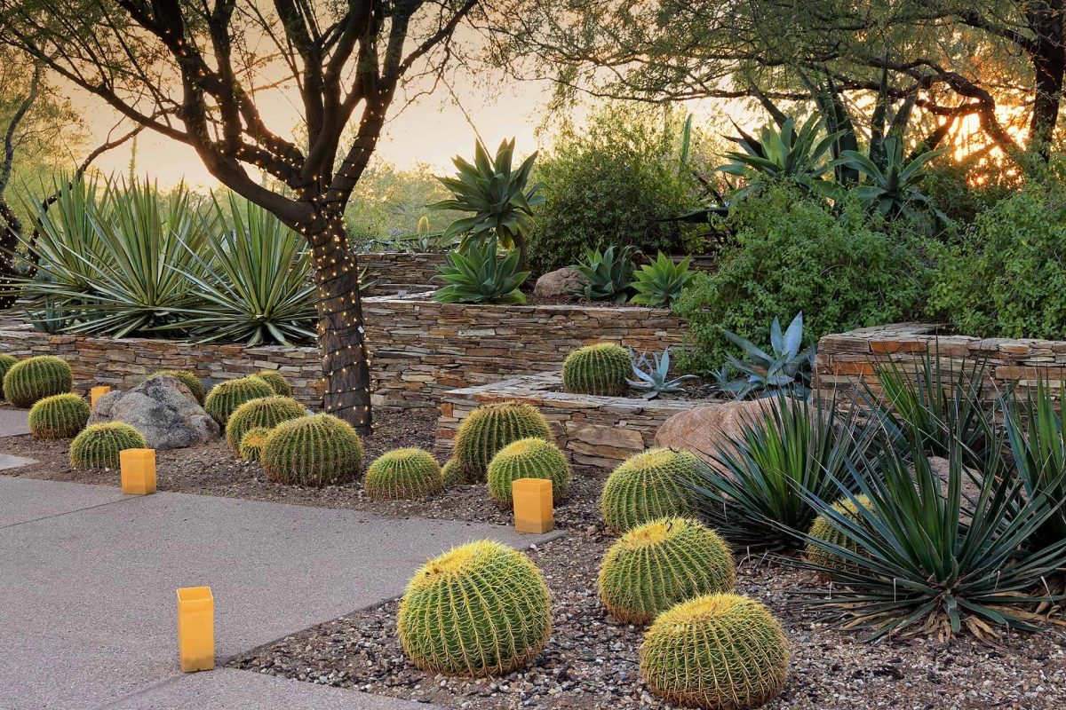 amenagement paysager cactus jardin gravier plantes tronc arbre lumieres decoratives