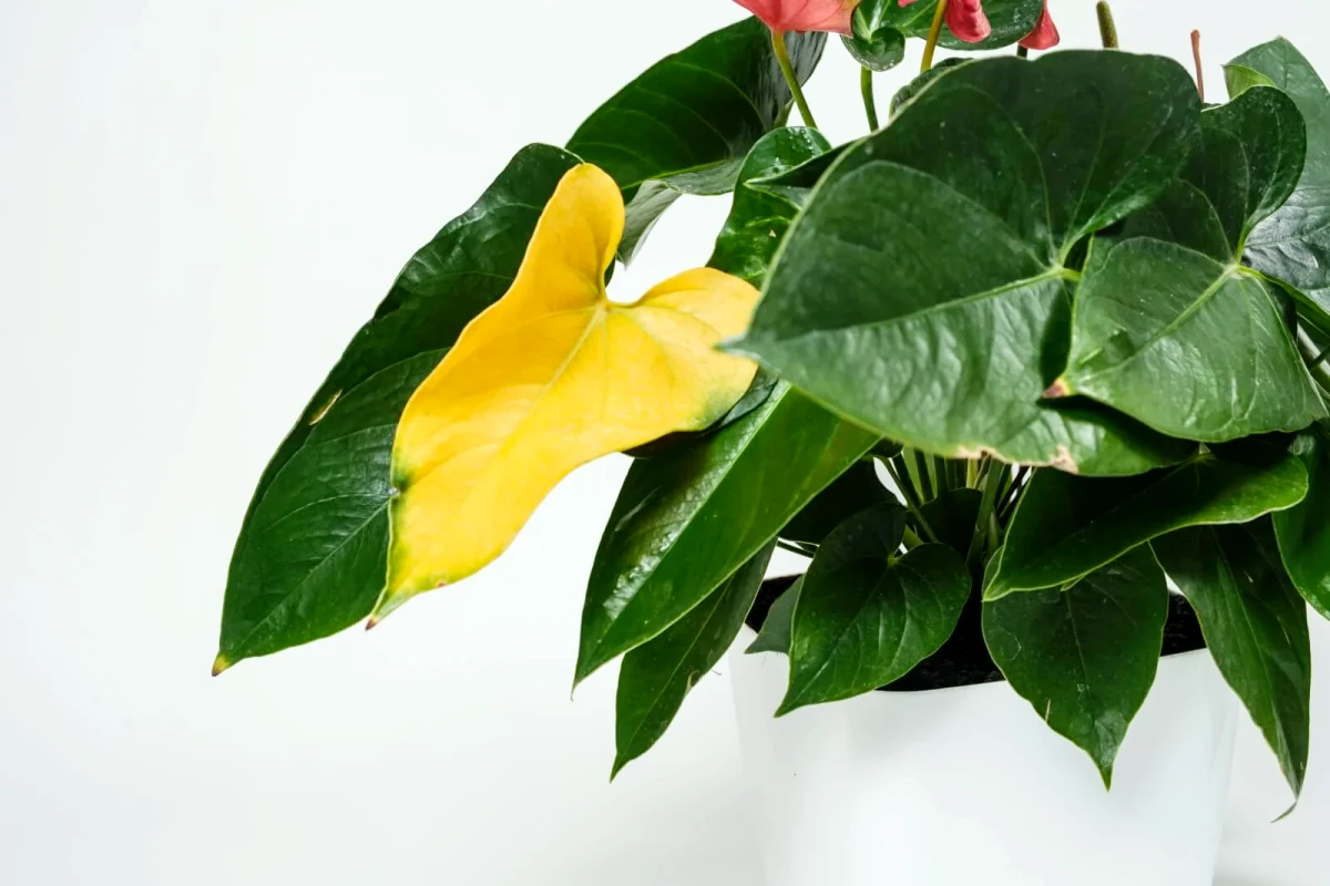 anthurium feuilles jaunes et vertes