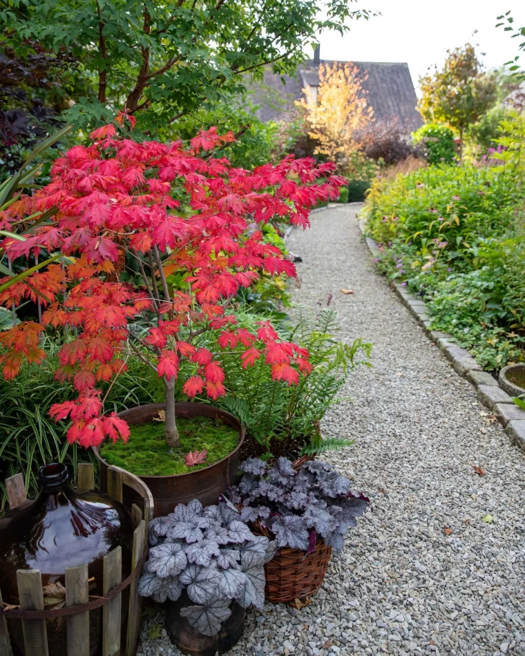 arbre parasol erable du japon feuillage rouge allee jardin plantes pots