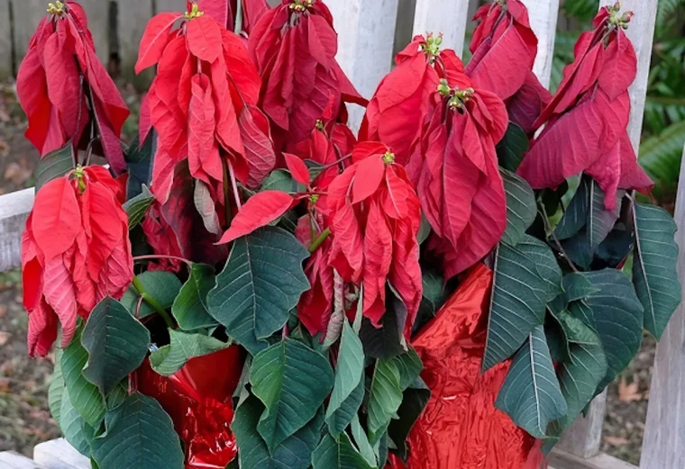 au secours pourquoi mon poinsettia perd ses feuilles