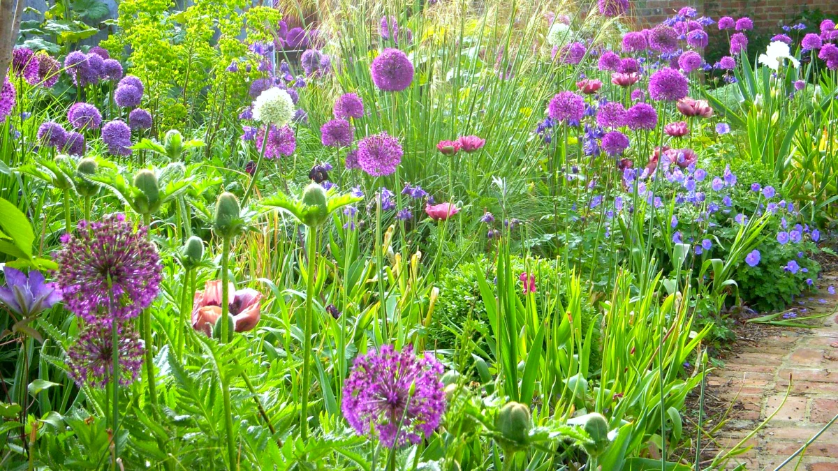 bordure de jardin avec des fleurs violettes