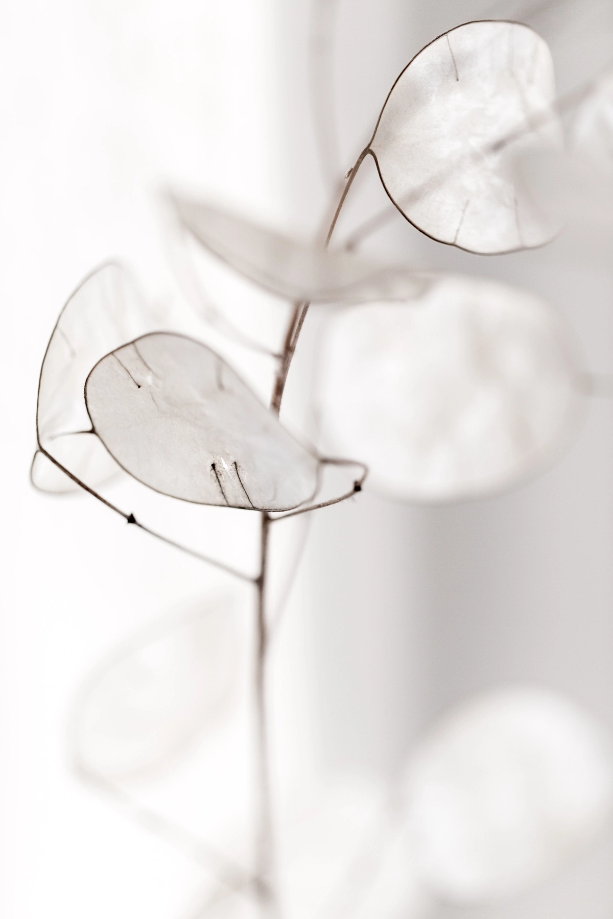 branche fleurs sechees feuilles transparentes fenetre lumiere piece blanche