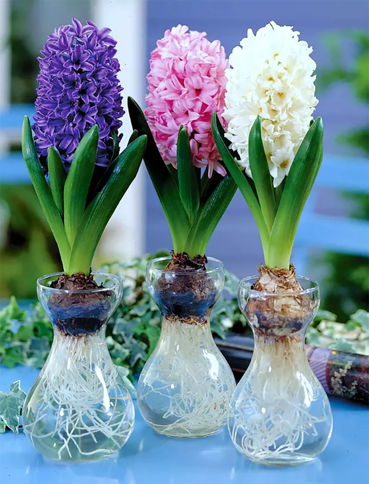 bulbes de jacinthe dasn l eau fleurs blanche rose et violette