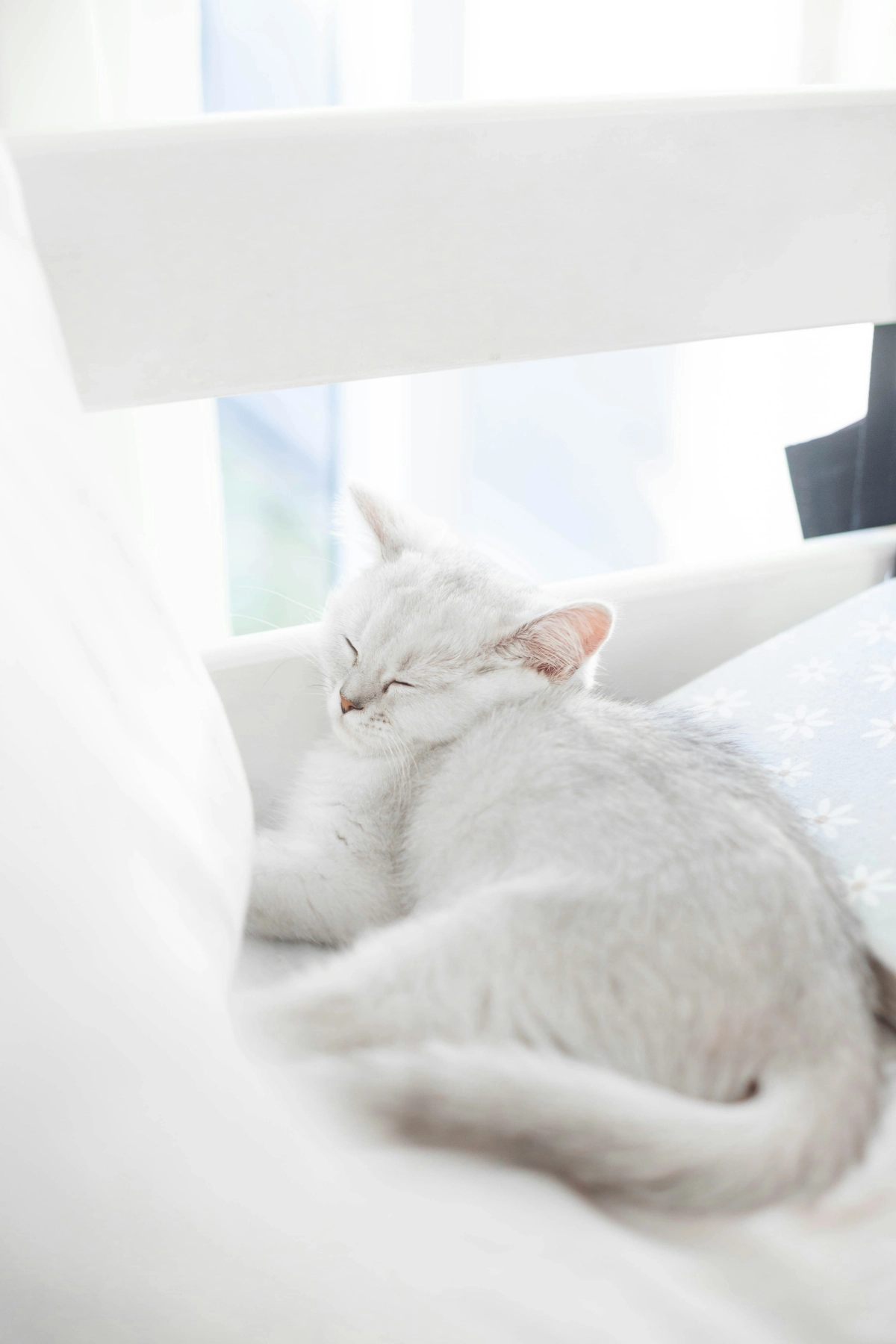 chat blanc fenetre lit cocooning fond d ecran animaux de compagnie