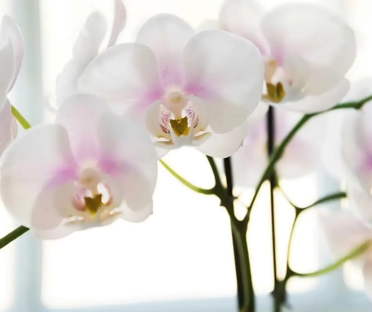 comment avoir une orchidee en bonne sante