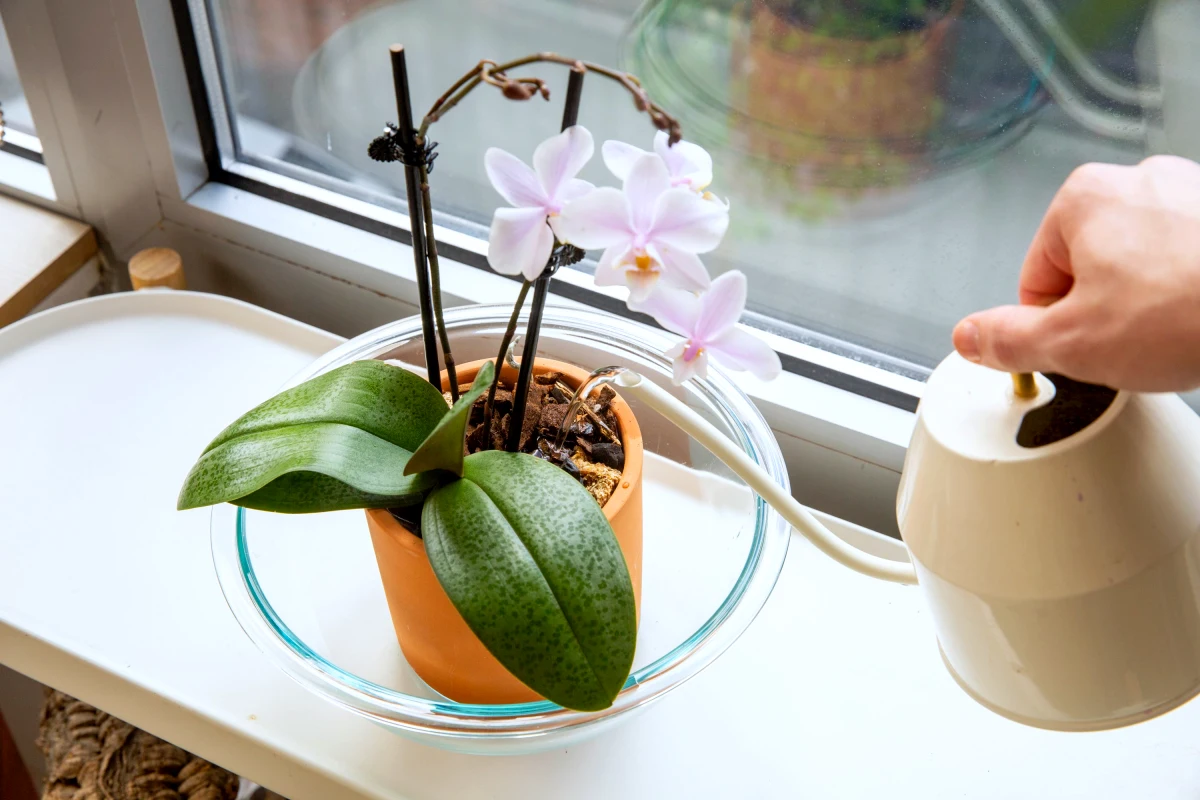 comment bien arroser les orchidees plante verte fenetre