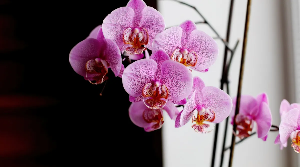 comment booster la floraison de l orchidee astuces