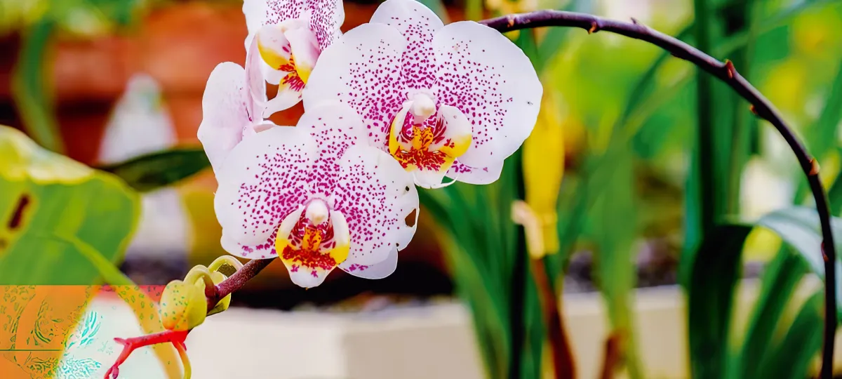 comment booster la floraison des orchidees