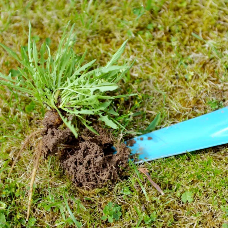 comment composter les mauvaises herbes feuilles vertes pelouse