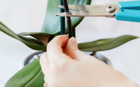 comment couper une orchidee apres floraison