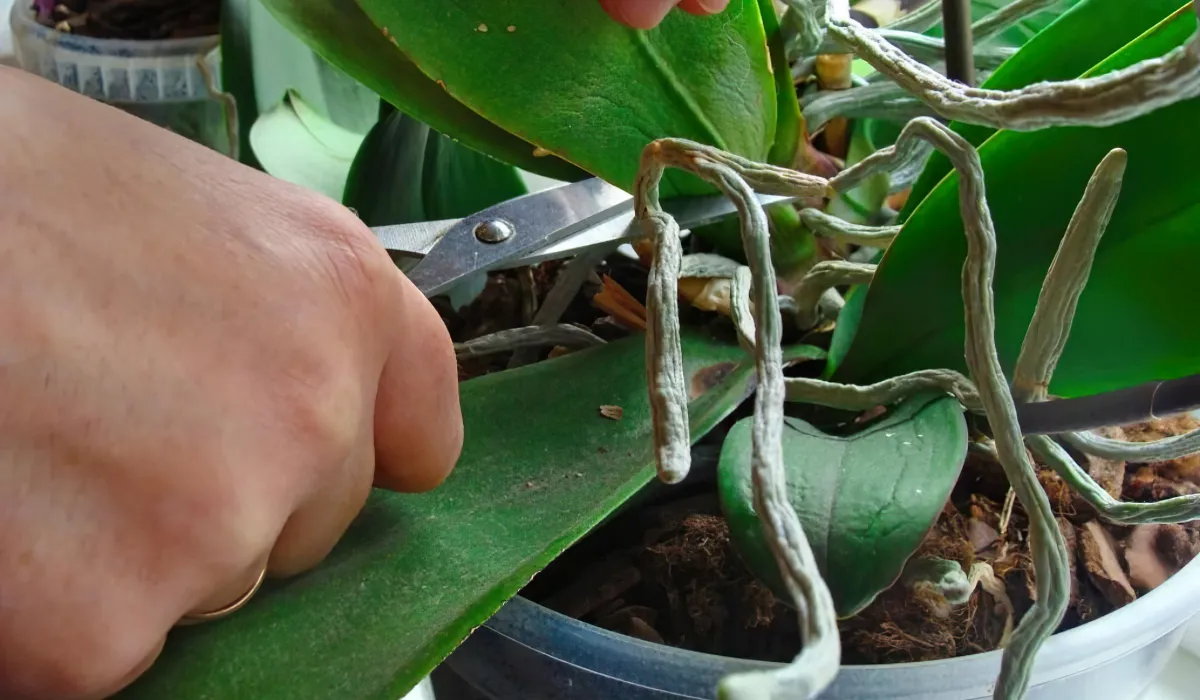 comment couper une orchidee apres floraison conseils et astuces