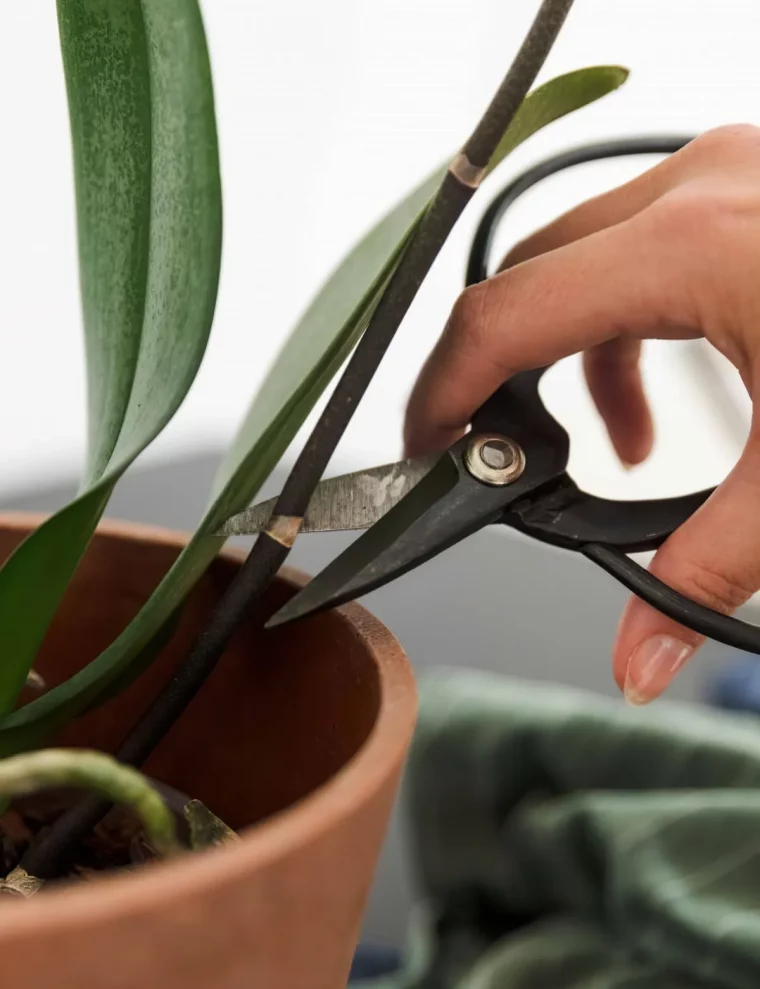 comment couper une orchidee apres floraison guide pratique