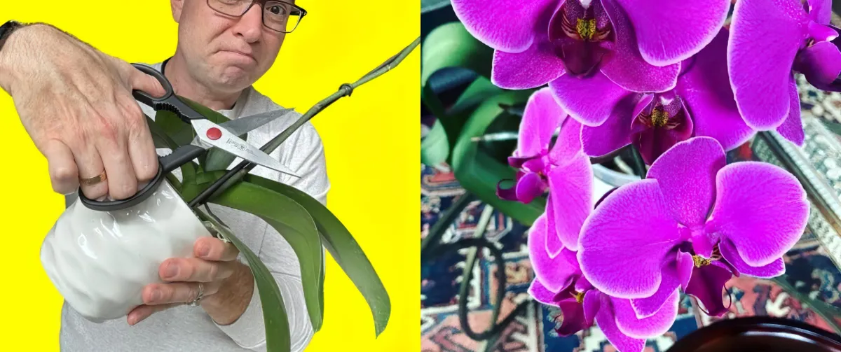 comment couper une orchidee apres floraison toit ce qu il faut savoir