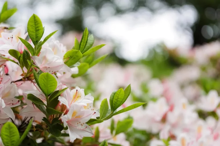 comment declencher la floraison des plantes d interieur