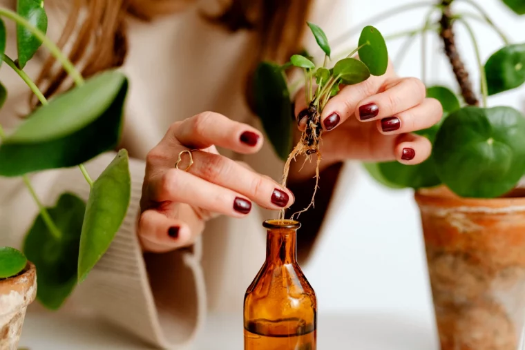 comment digerer naturellement plante verte dans un bocal en verre