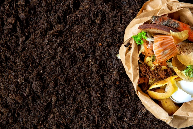 comment eliminer les gros vers blancs dans le compost dechets alimentaires