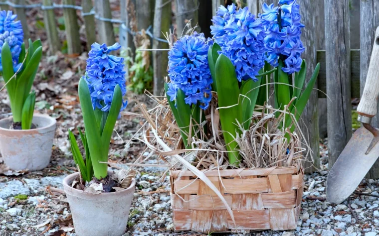 comment entretenir des jacinthes a l interieur fleurs bleus