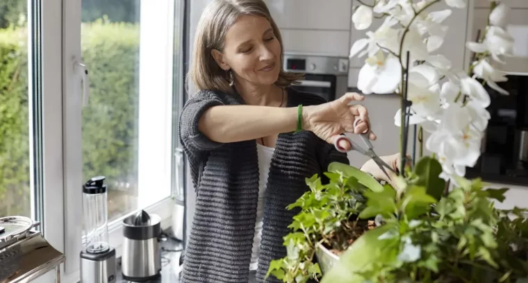 comment entretenir les orchidees fleuries