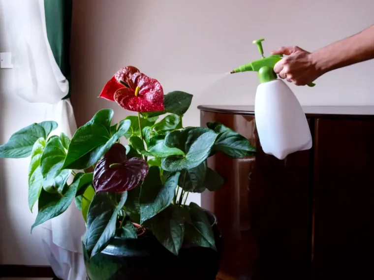 comment entretenir mon anthurium arrosage