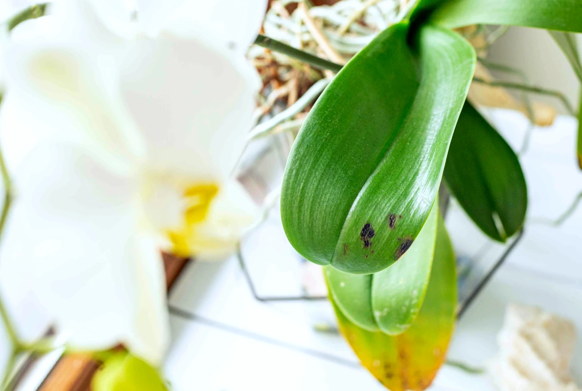comment entretenir une orchidee a l interieur feuille verte