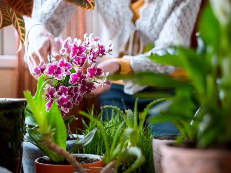 comment entretenir une orchidee remede de grand mere feuilles vertes fleur rose