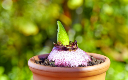 comment faire fleurir une bulbe de jacinthe pot en terre cuite feuille verte