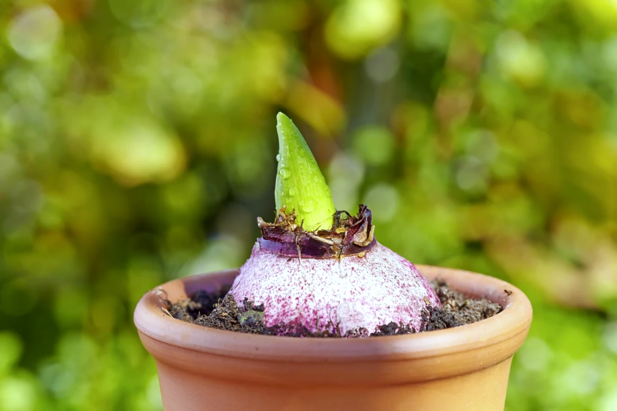 comment faire fleurir une bulbe de jacinthe pot en terre cuite feuille verte