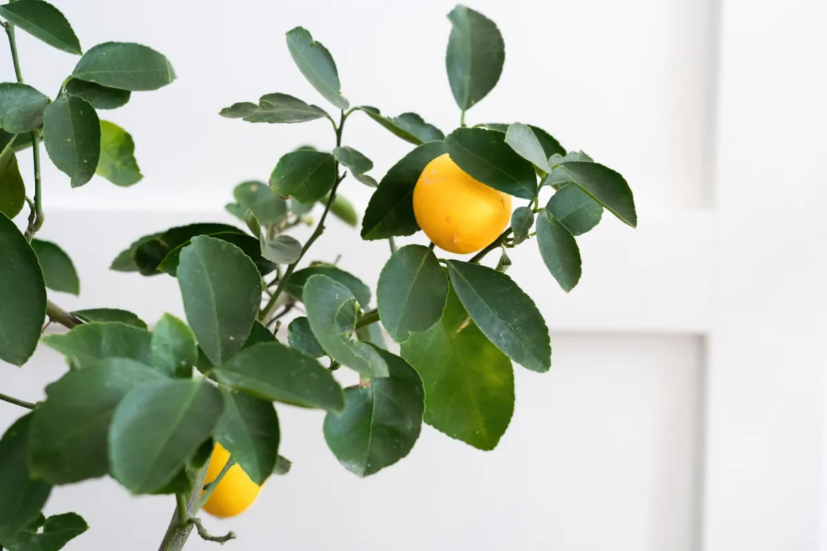 comment faire pour que le citronnier donne des fruits