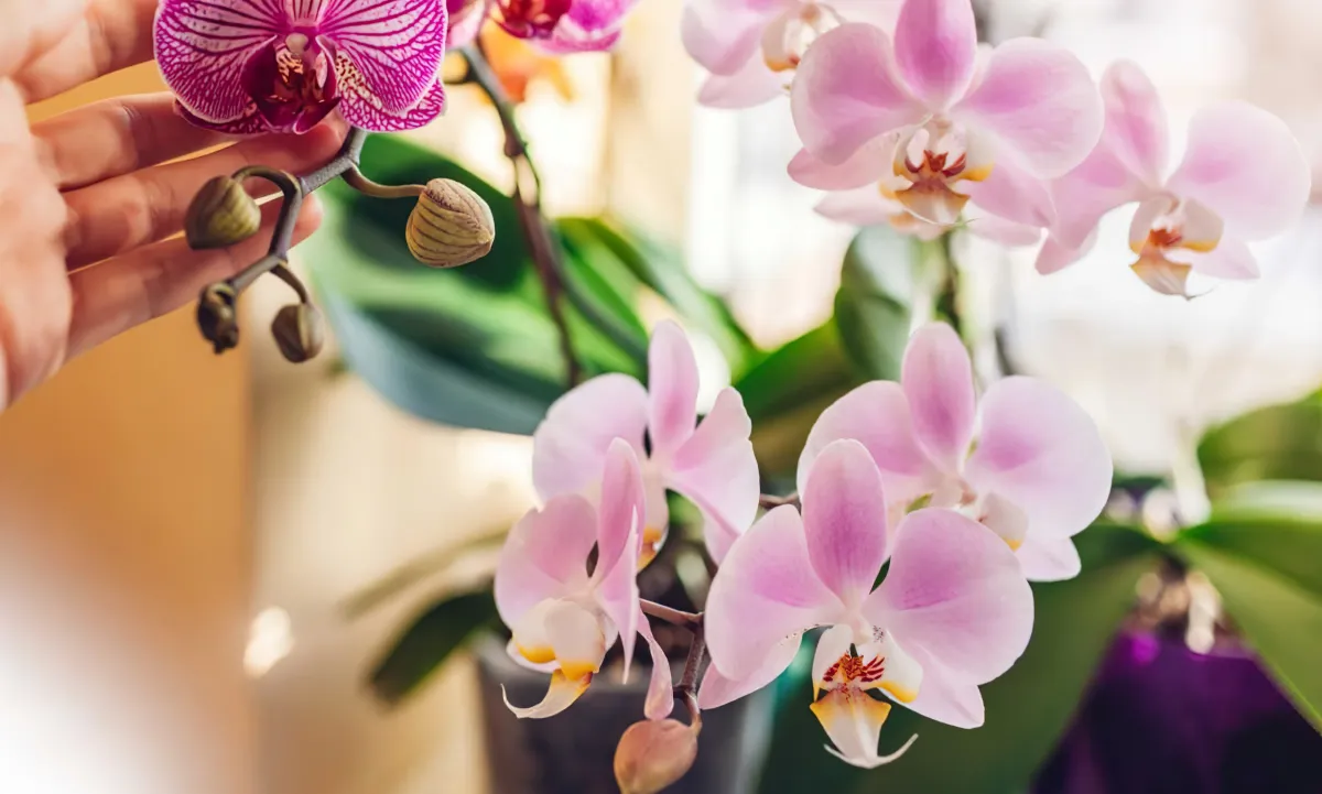 comment faire refleurir son orchidee conseils